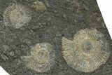 Fossil Ammonite (Dactylioceras) Cluster - Posidonia Shale, Germany #368170-1